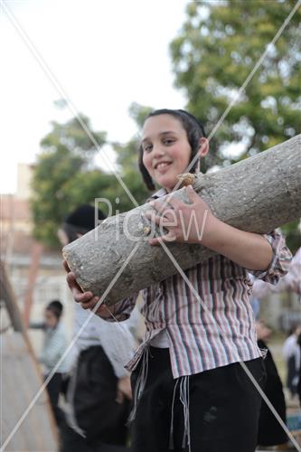 אסיפת עצים לל"ג בעומר