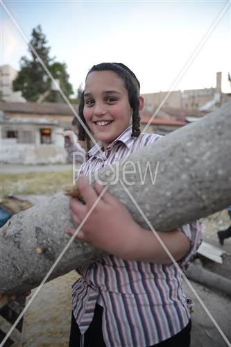 אסיפת עצים לל"ג בעומר