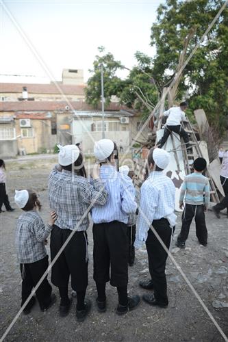 אסיפת עצים לל"ג בעומר
