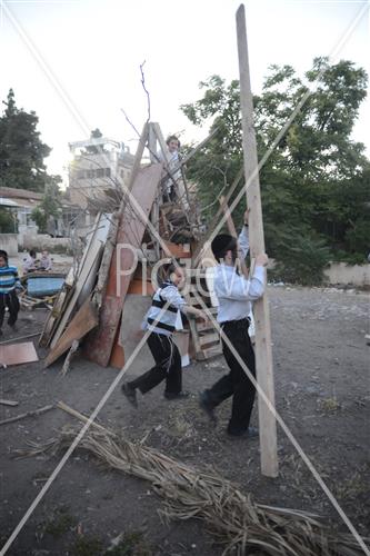 Collecting trees for Lag B'Omer