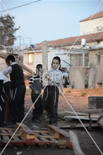 אסיפת עצים לל"ג בעומר