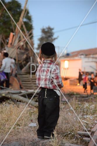 Collecting trees for Lag B'Omer