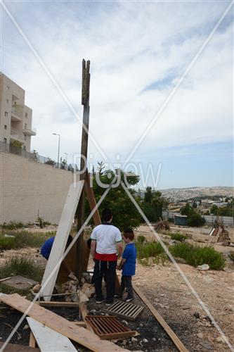 אסיפת עצים לל"ג בעומר