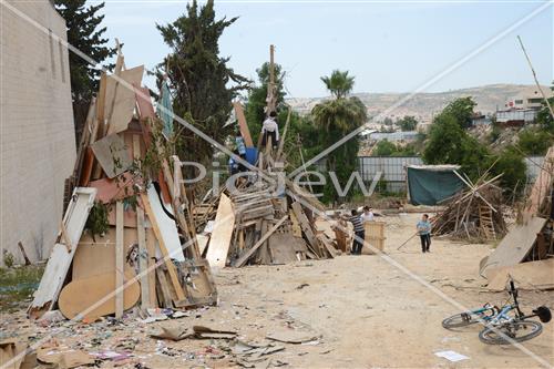 אסיפת עצים לל"ג בעומר