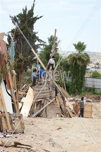 אסיפת עצים לל"ג בעומר