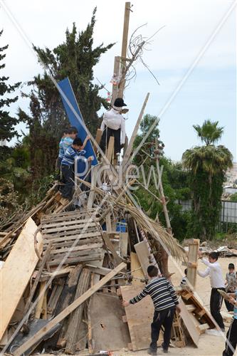 Collecting trees for Lag B'Omer