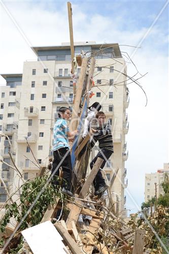 Collecting trees for Lag B'Omer