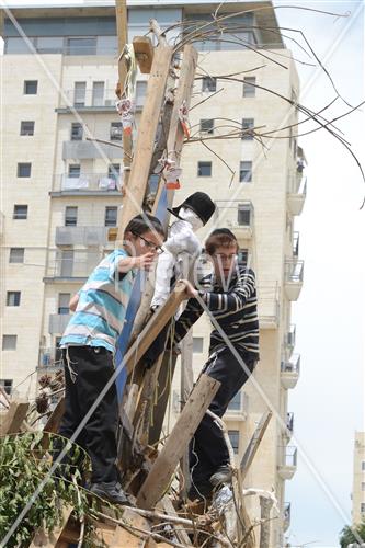 אסיפת עצים לל"ג בעומר
