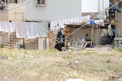 אסיפת עצים לל"ג בעומר