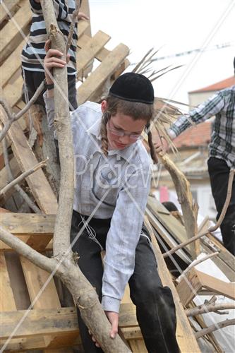 Collecting trees for Lag B'Omer