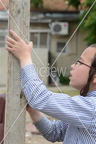 Collecting trees for Lag B'Omer