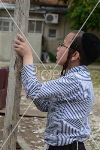 אסיפת עצים לל"ג בעומר