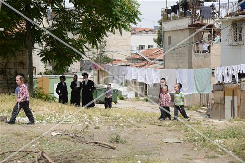 Collecting trees for Lag B'Omer