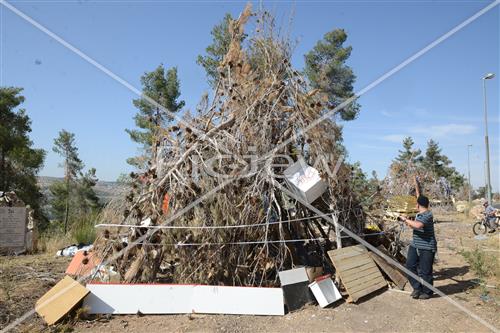 Collecting trees for Lag B'Omer