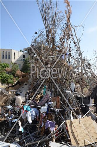 Collecting trees for Lag B'Omer