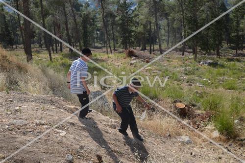 אסיפת עצים לל"ג בעומר