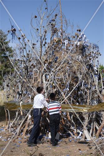 אסיפת עצים לל"ג בעומר