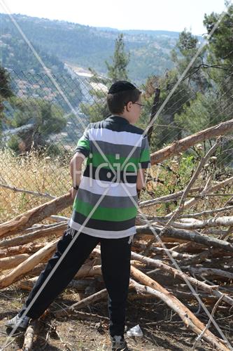 אסיפת עצים לל"ג בעומר