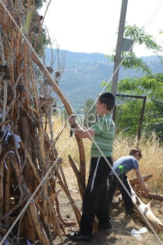 אסיפת עצים לל"ג בעומר