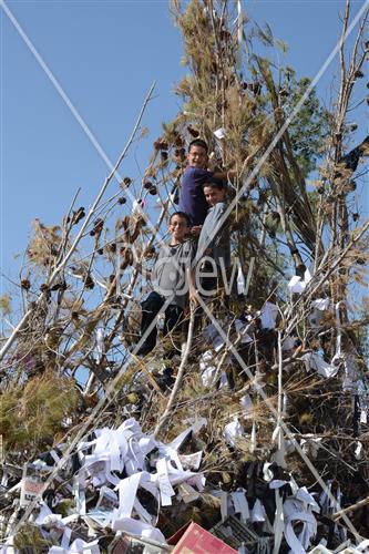 אסיפת עצים לל"ג בעומר