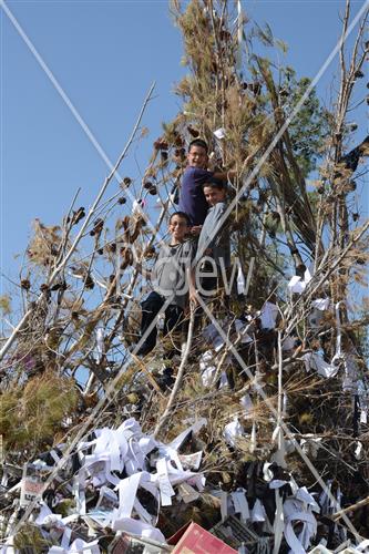 Collecting trees for Lag B'Omer