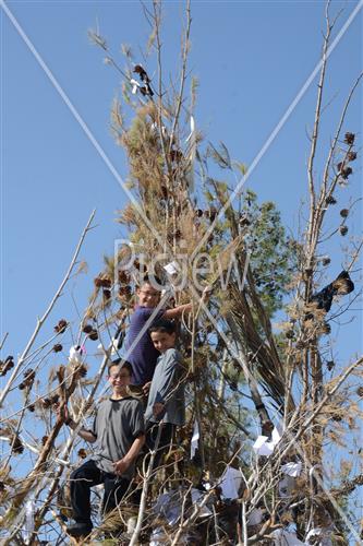 Collecting trees for Lag B'Omer