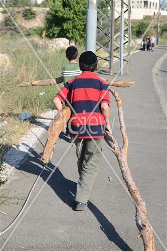 אסיפת עצים לל"ג בעומר