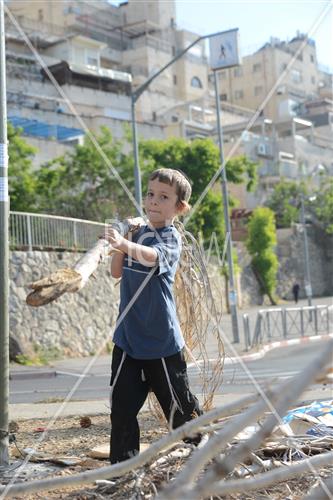 אסיפת עצים לל"ג בעומר