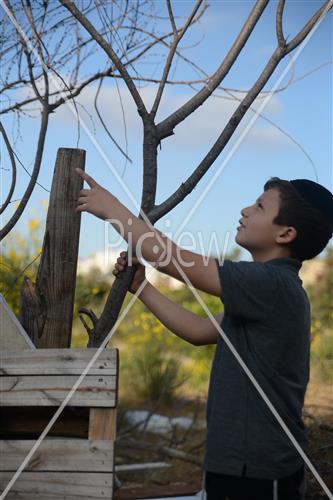 Collecting trees for Lag B'Omer
