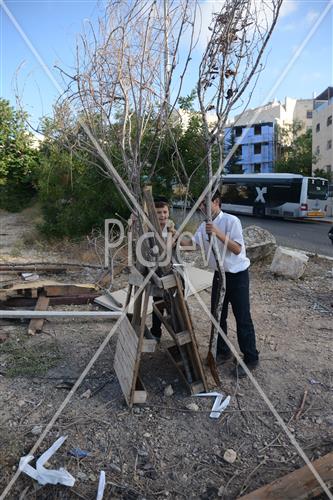 אסיפת עצים לל"ג בעומר