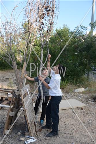 אסיפת עצים לל"ג בעומר