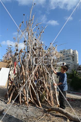 אסיפת עצים לל"ג בעומר