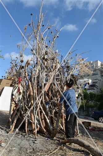 אסיפת עצים לל"ג בעומר