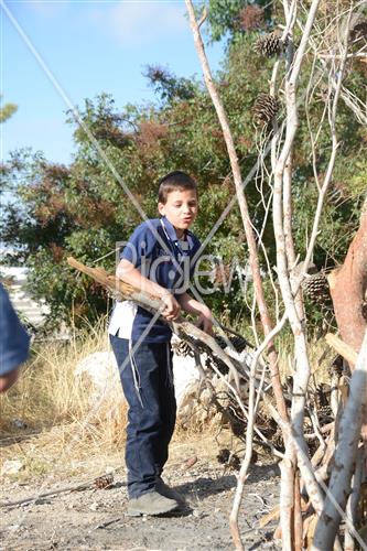 אסיפת עצים לל"ג בעומר