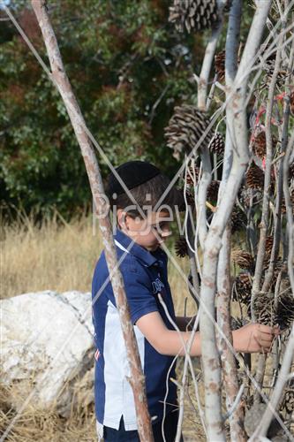 Collecting trees for Lag B'Omer