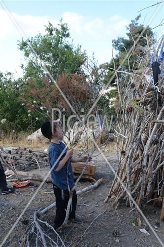 Collecting trees for Lag B'Omer