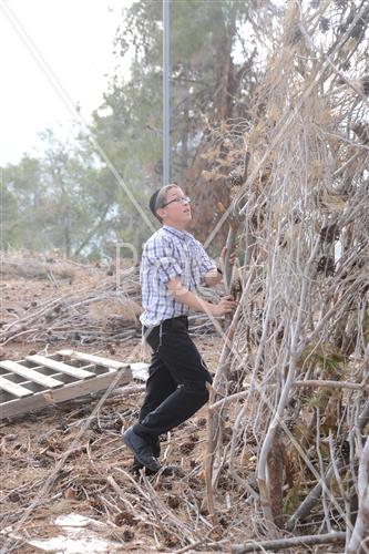 Collecting trees for Lag B'Omer