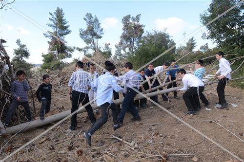 אסיפת עצים לל"ג בעומר