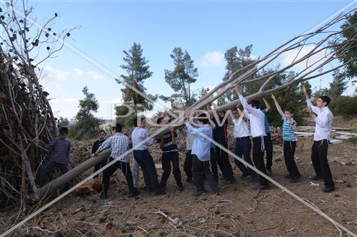 Collecting trees for Lag B'Omer