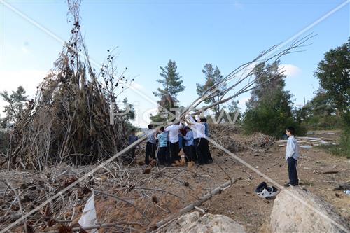 Collecting trees for Lag B'Omer