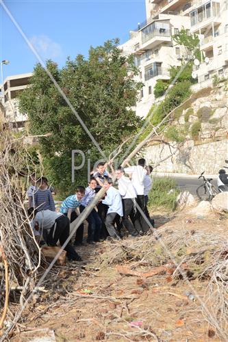 אסיפת עצים לל"ג בעומר