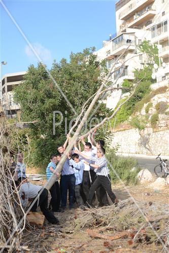 Collecting trees for Lag B'Omer