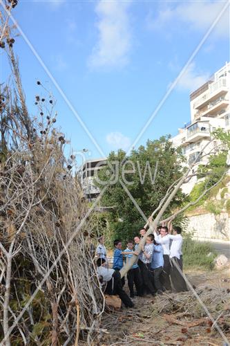אסיפת עצים לל"ג בעומר