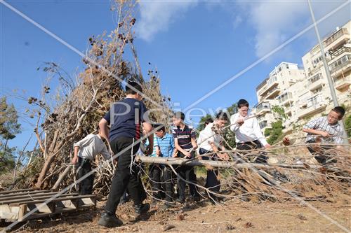 אסיפת עצים לל"ג בעומר