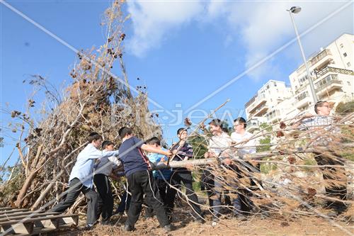 אסיפת עצים לל"ג בעומר