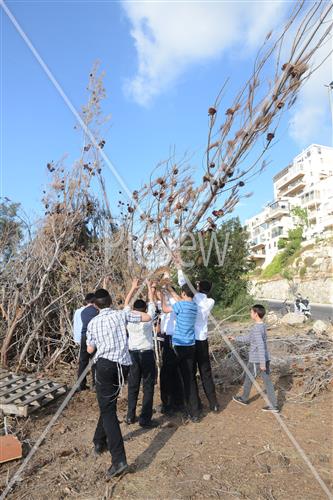 Collecting trees for Lag B'Omer