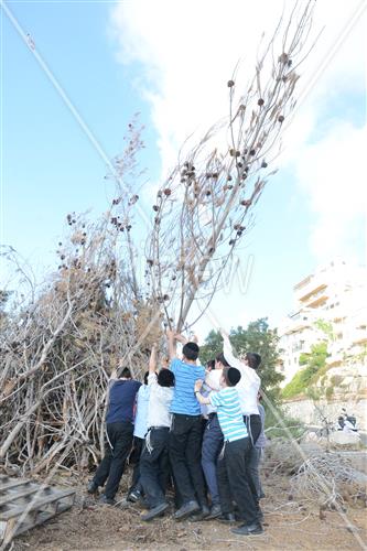 Collecting trees for Lag B'Omer