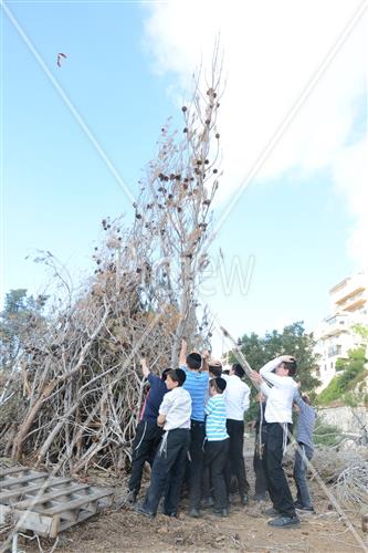 Collecting trees for Lag B'Omer