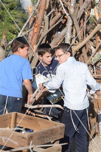 אסיפת עצים לל"ג בעומר
