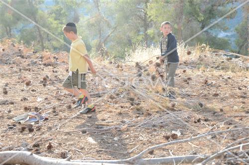 Collecting trees for Lag B'Omer